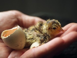 National_Geographic_Attwater_Prairie_Chick_Hatching_by_Joel_Sartore_National_Geographic.350w_263h